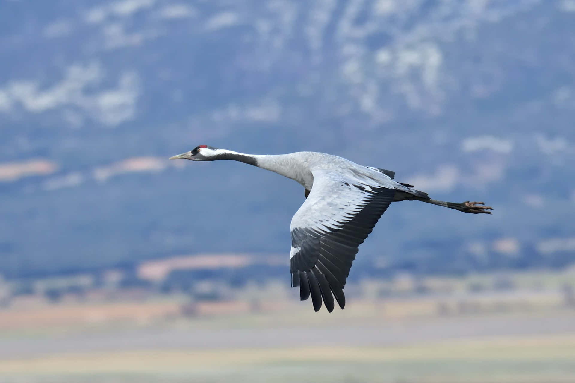 Majestueuze Kraanvogel In Vlucht.jpg Achtergrond