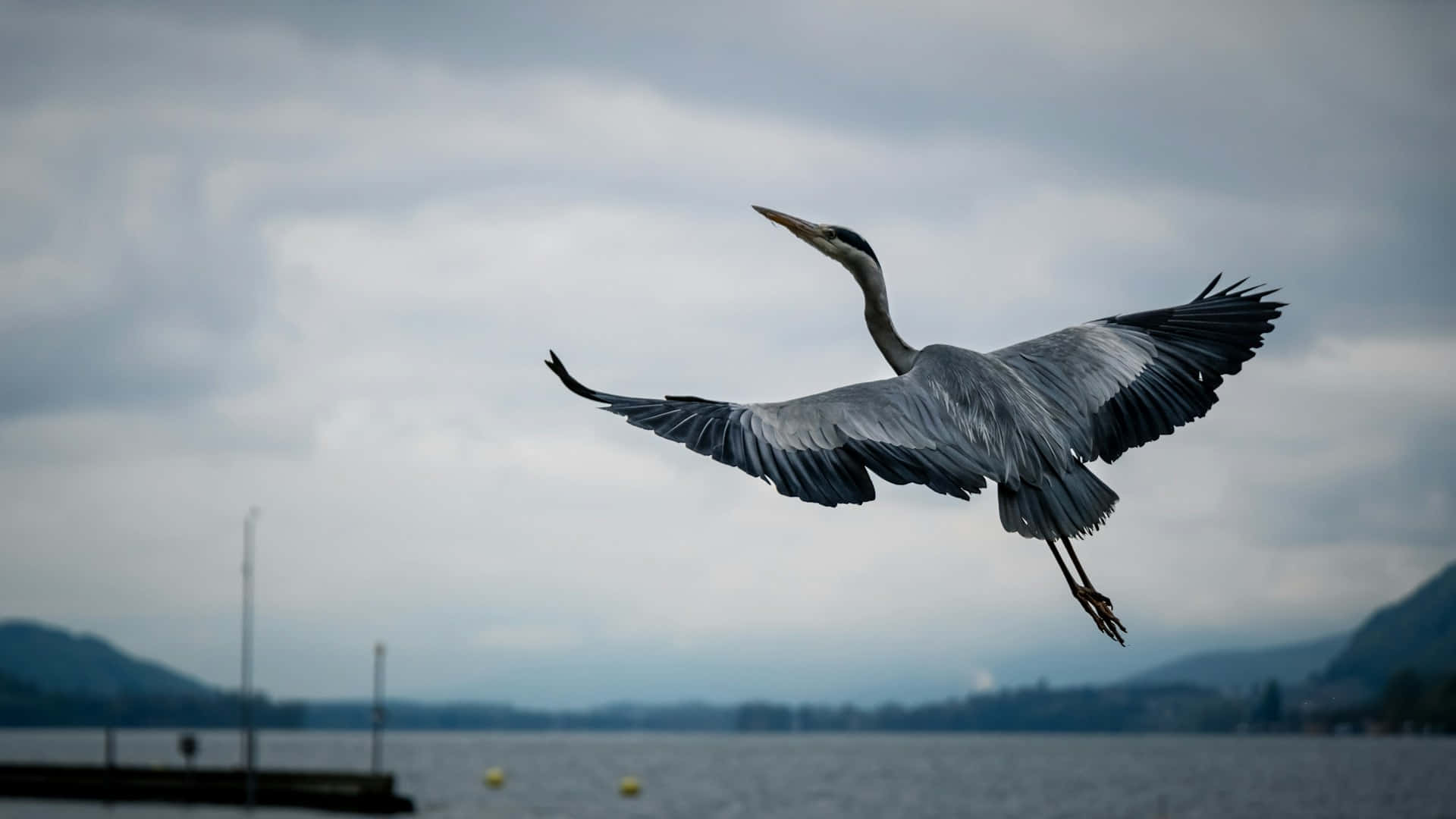 Majestic Crane In Flight Lakeside Wallpaper