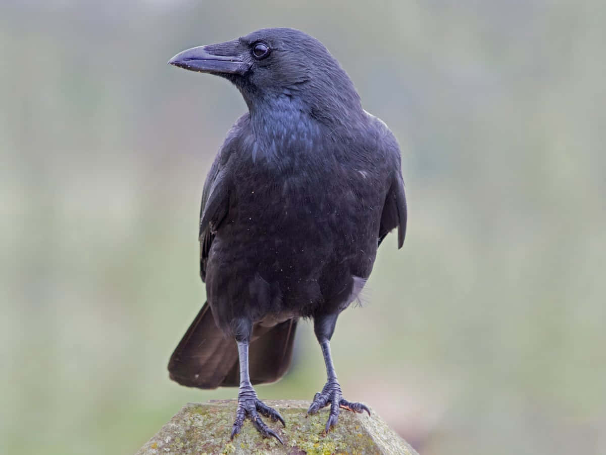 Majestic Crow In Natural Habitat Wallpaper