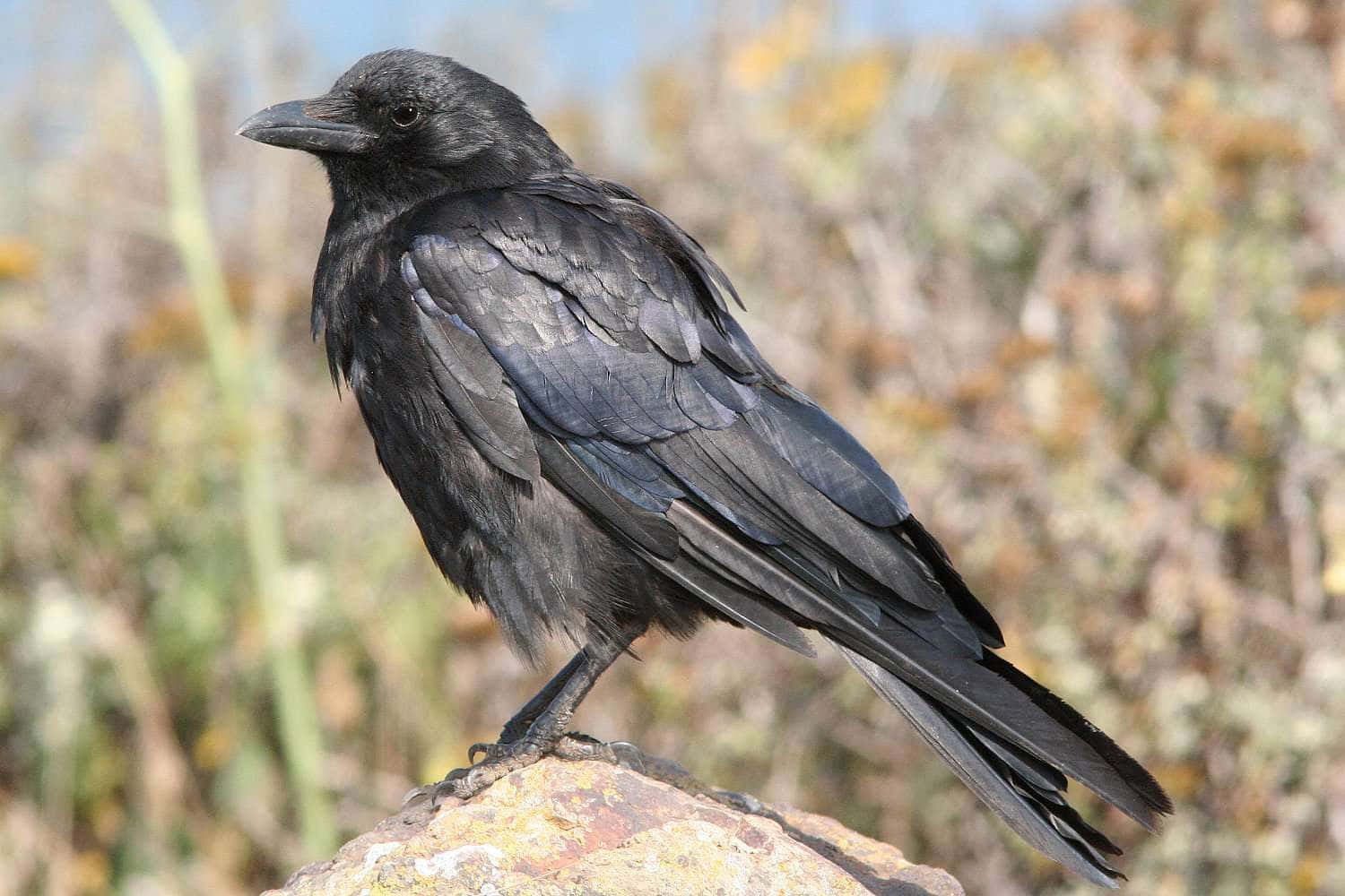 Majestic Crow On Branch Wallpaper