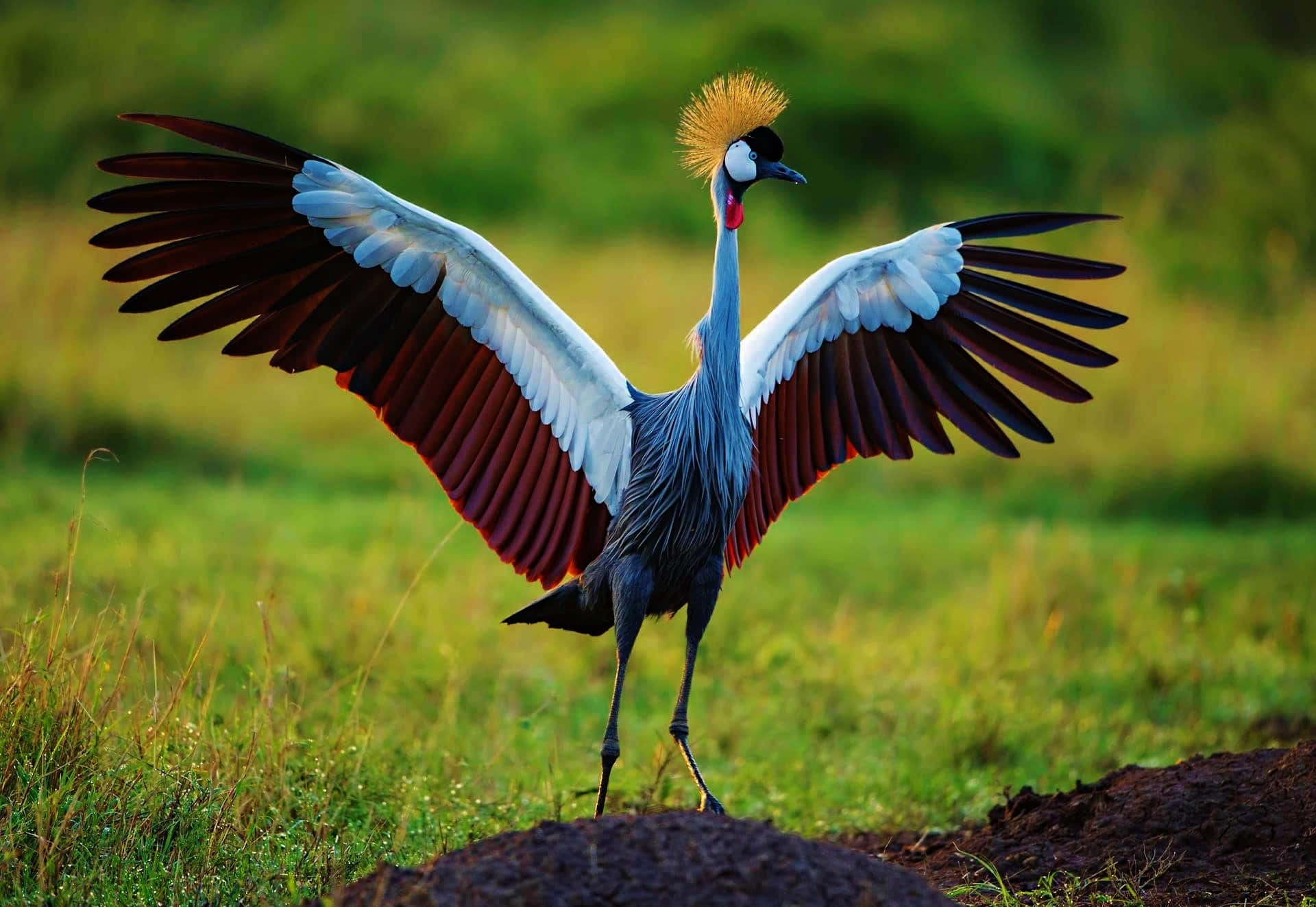 Majestic Crowned Crane Spreading Wings Wallpaper