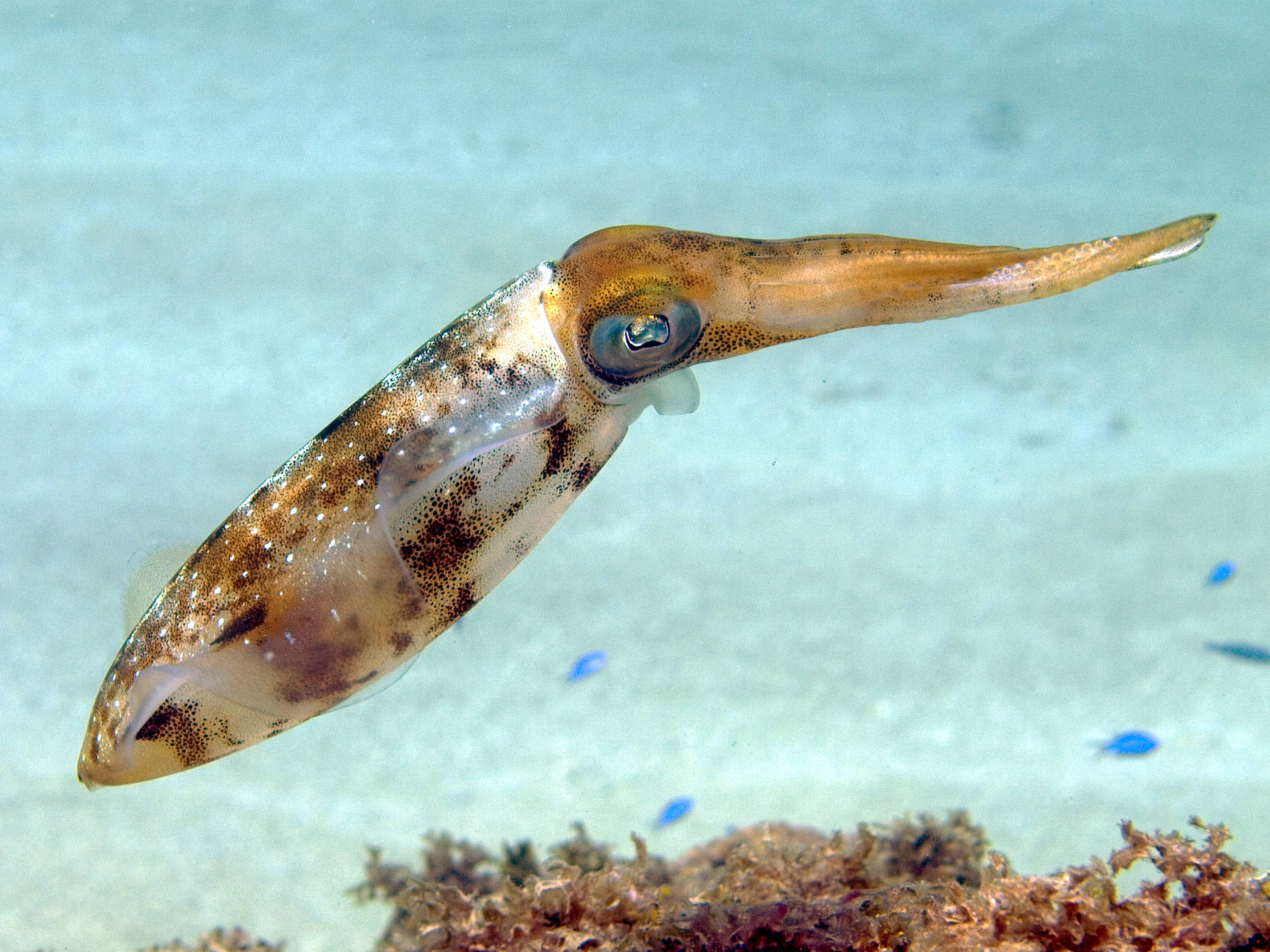 Majestic Cuttlefish Gliding Through Dark Ocean Depths Wallpaper