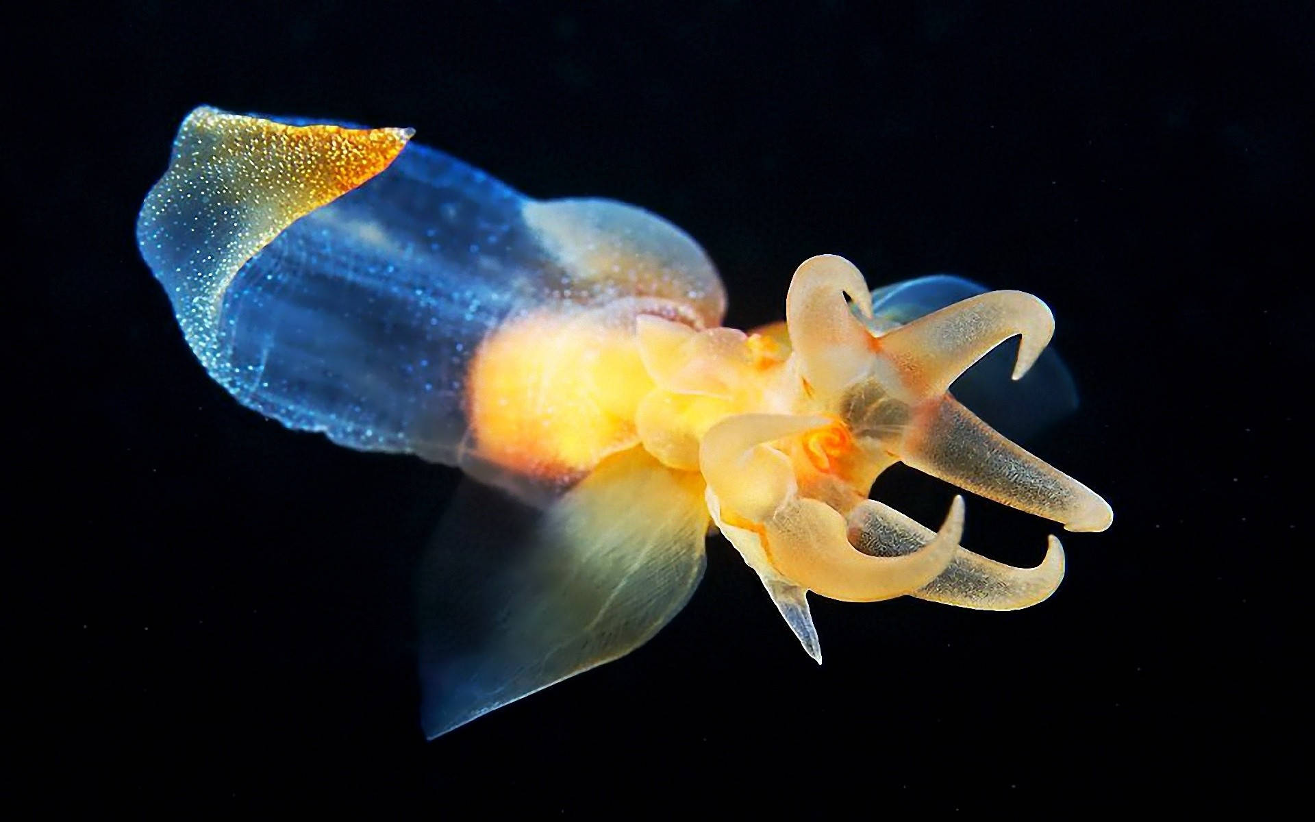 Majestic Cuttlefish Gliding Underwater Wallpaper