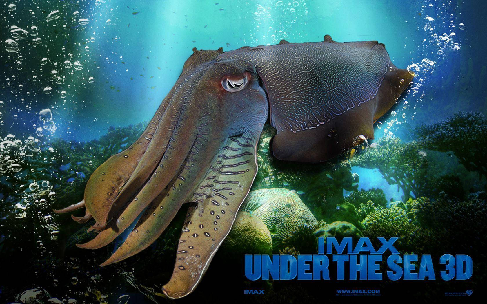 Majestic Cuttlefish Swimming Underwater In Blue Sea Wallpaper