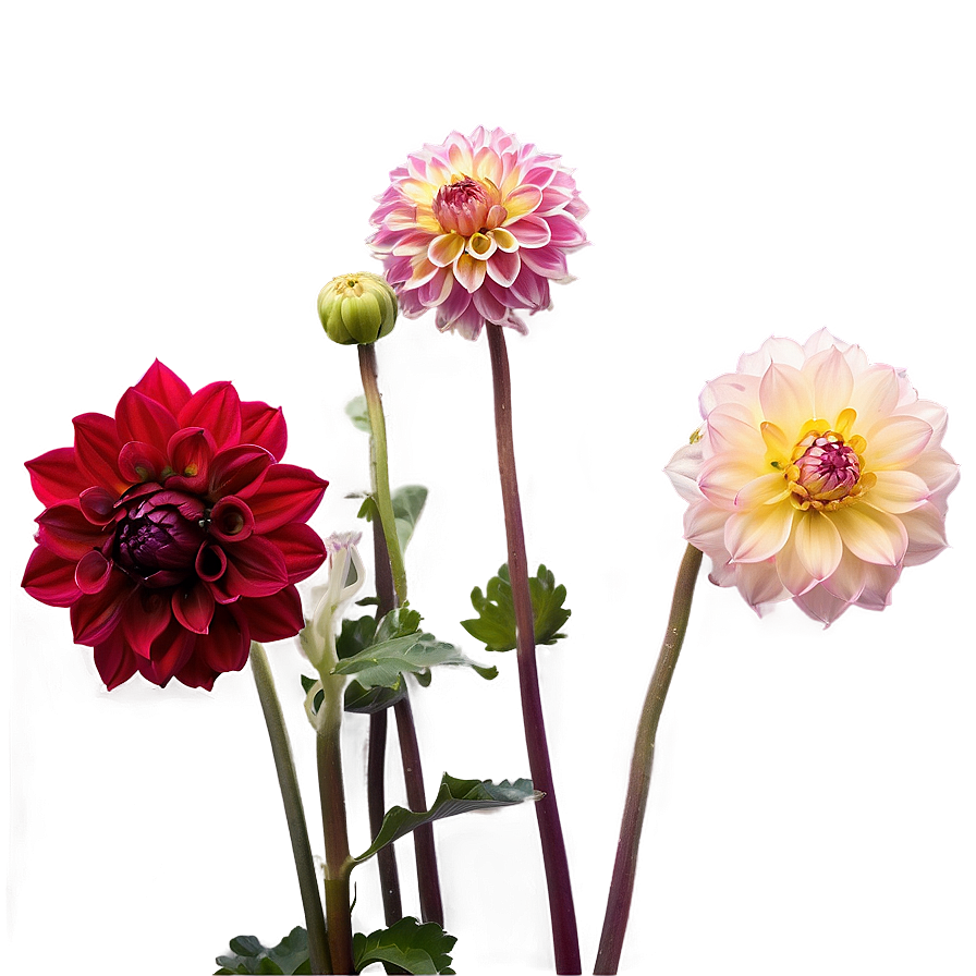 Majestic Dahlia Png Icr88 PNG