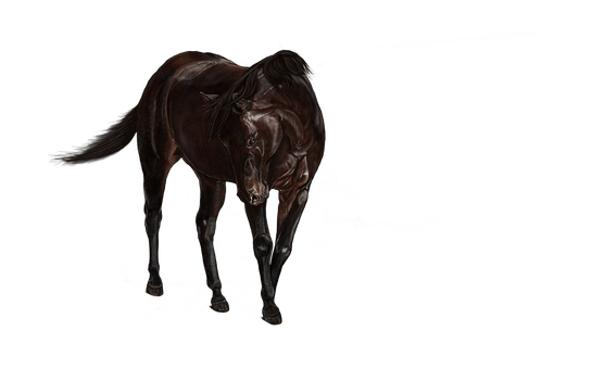 Majestic Dark Horse Portrait PNG