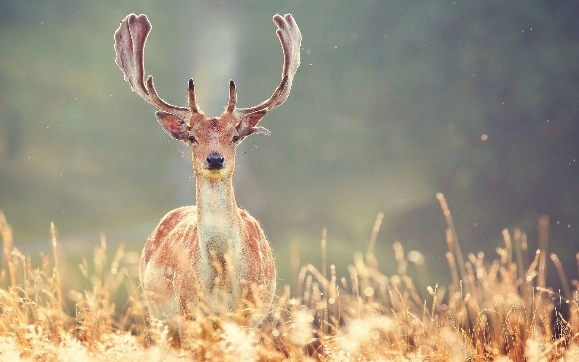 A Majestic Deer Standing in a Field Wallpaper