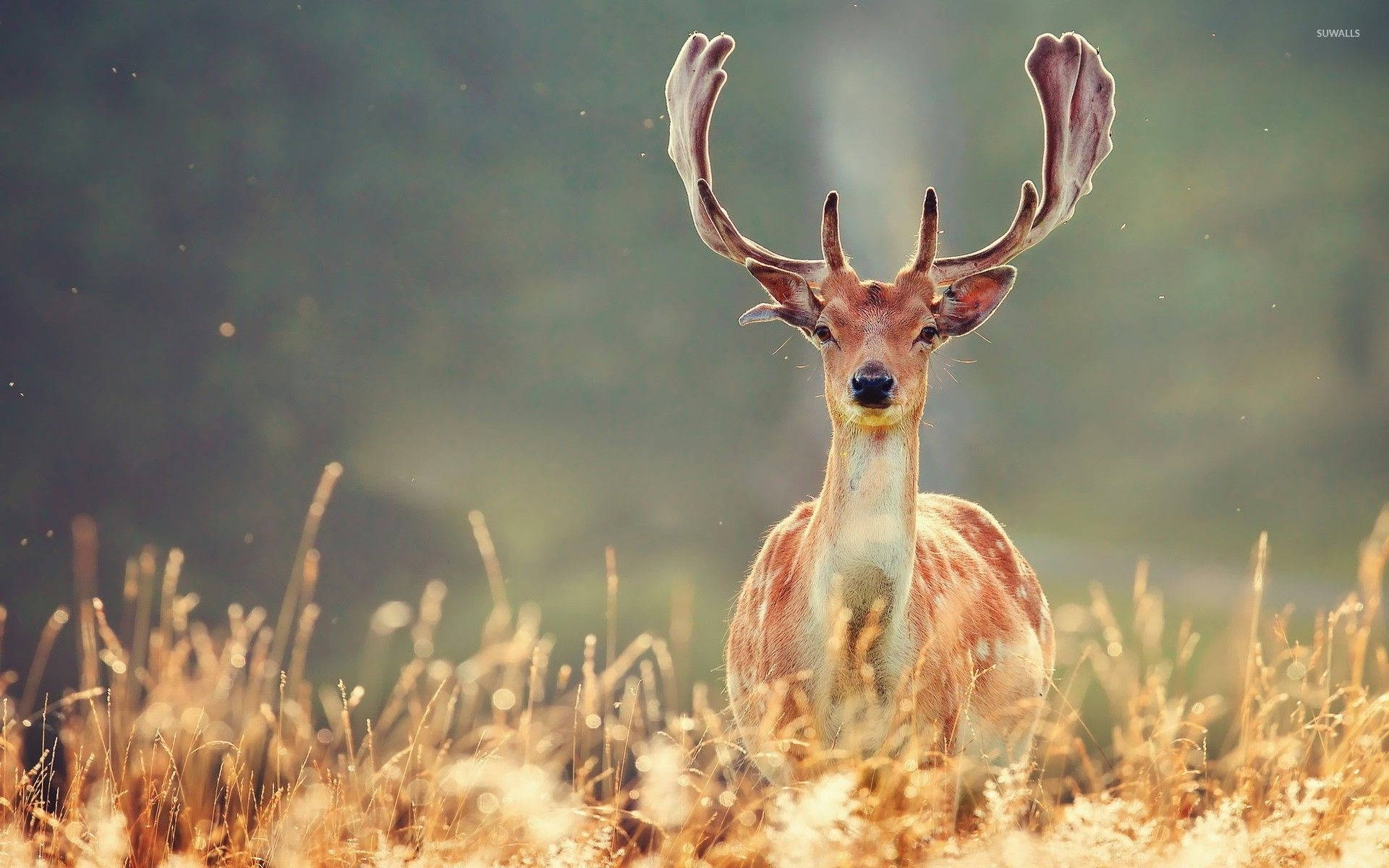 Take In The Majestic Beauty of This Buck In A Field Wallpaper