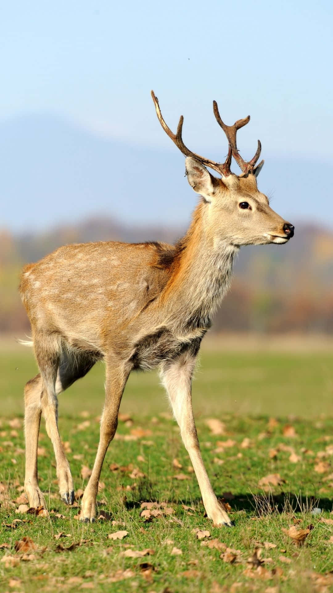 Majestic Deer In Natural Habitat