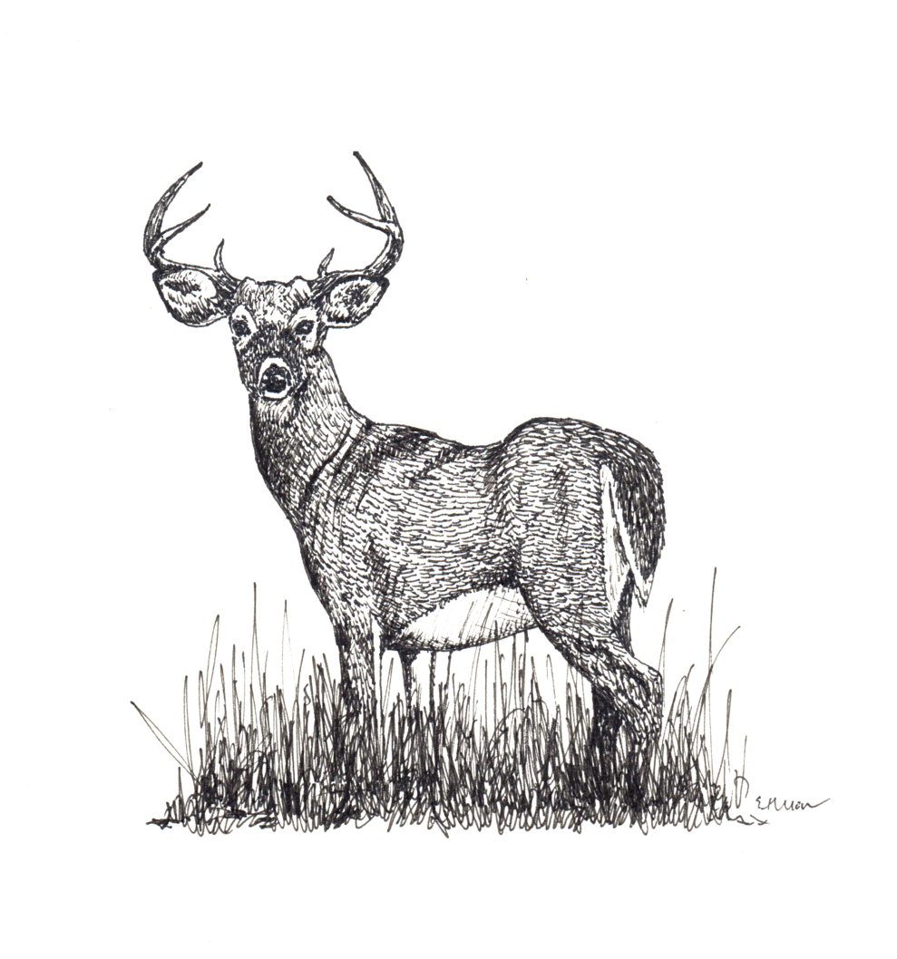 Majestic Deer Sketch Artwork PNG