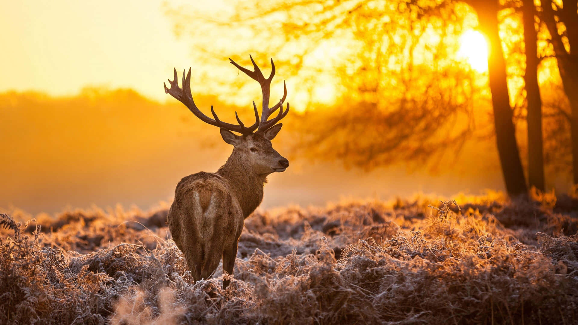 Majestic Deer Sunrise Glow Wallpaper