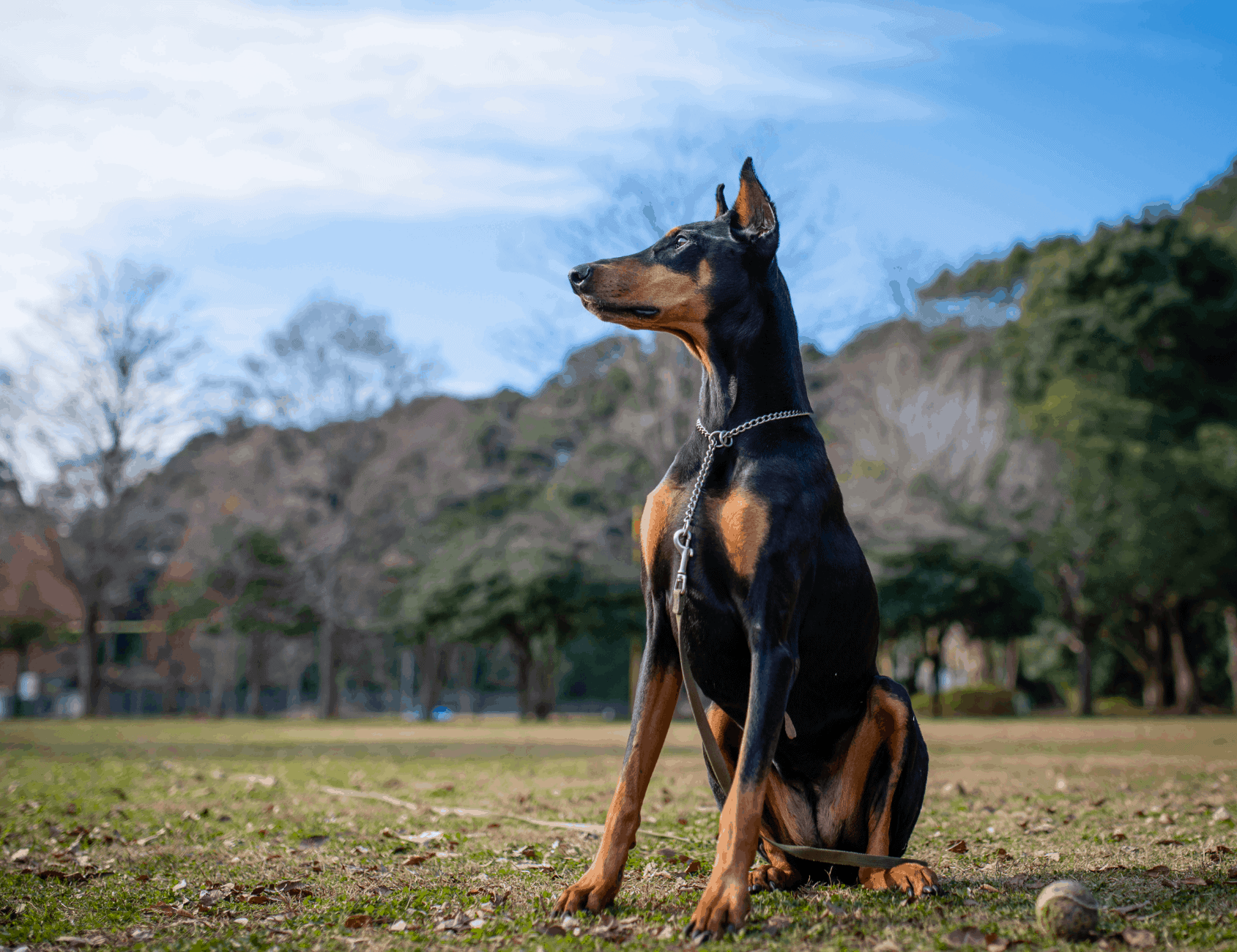 Majestic Doberman Pinscher Standing In The Golden Sunset