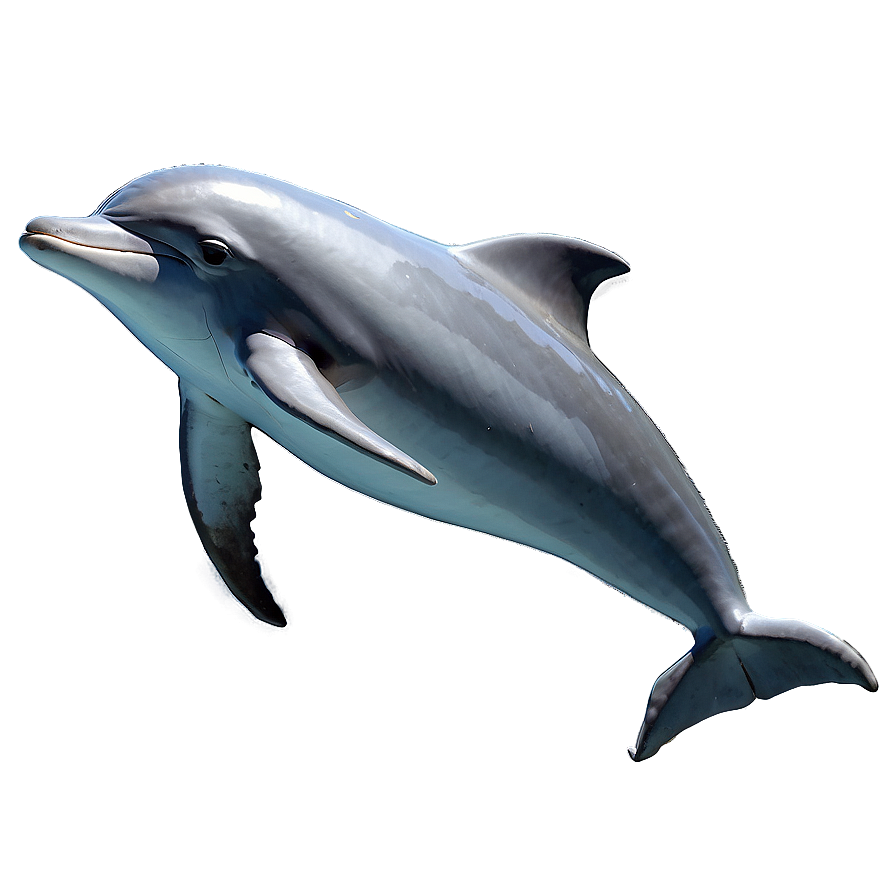 Download Majestic Dolphin Png 51 | Wallpapers.com