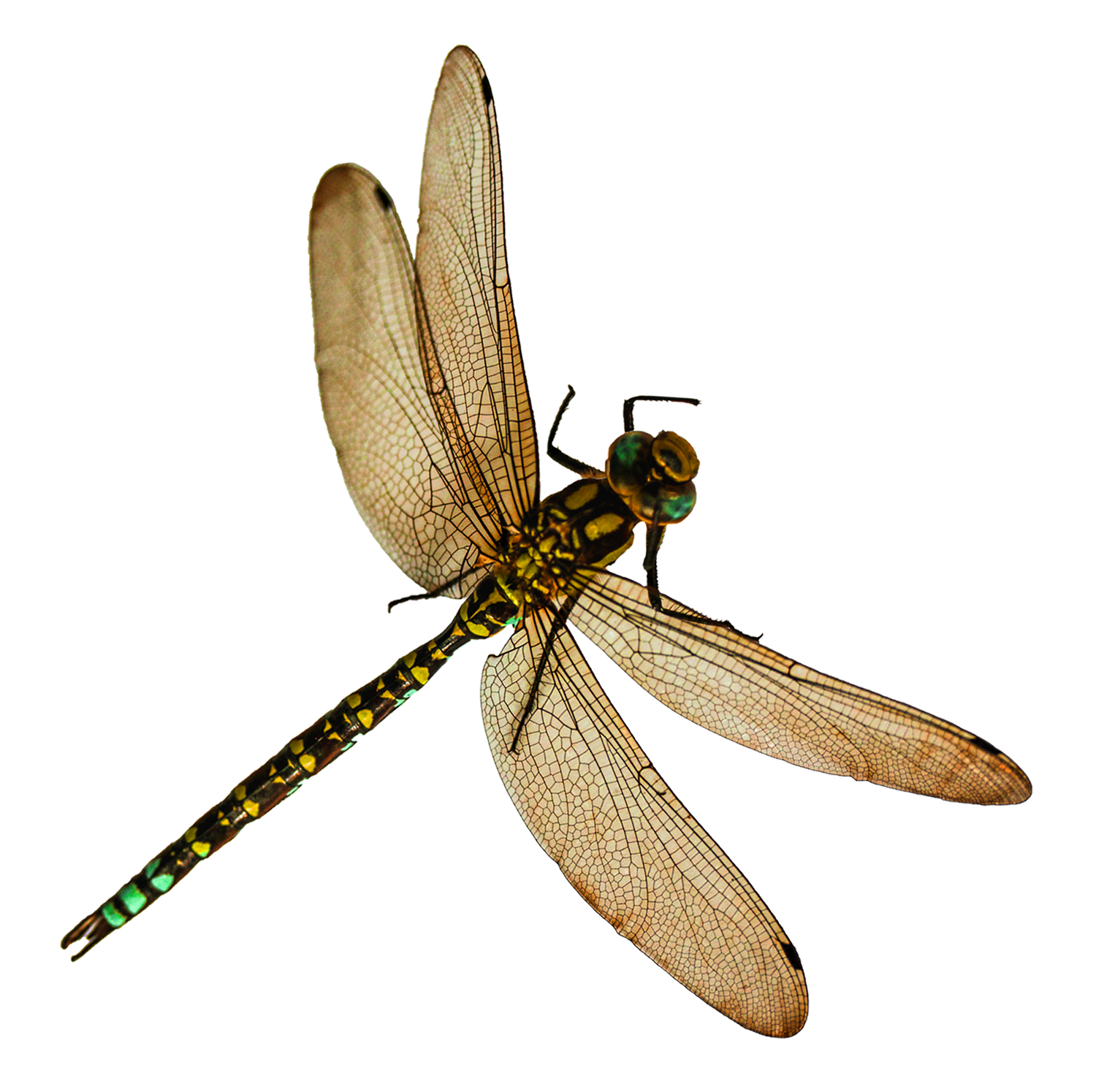 Majestic Dragonfly Spread Wings PNG