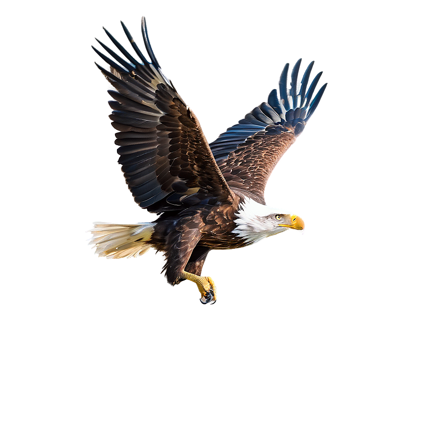 Download Majestic Eagle Flight Png Rdf40 | Wallpapers.com