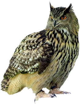Majestic Eagle Owl Portrait PNG