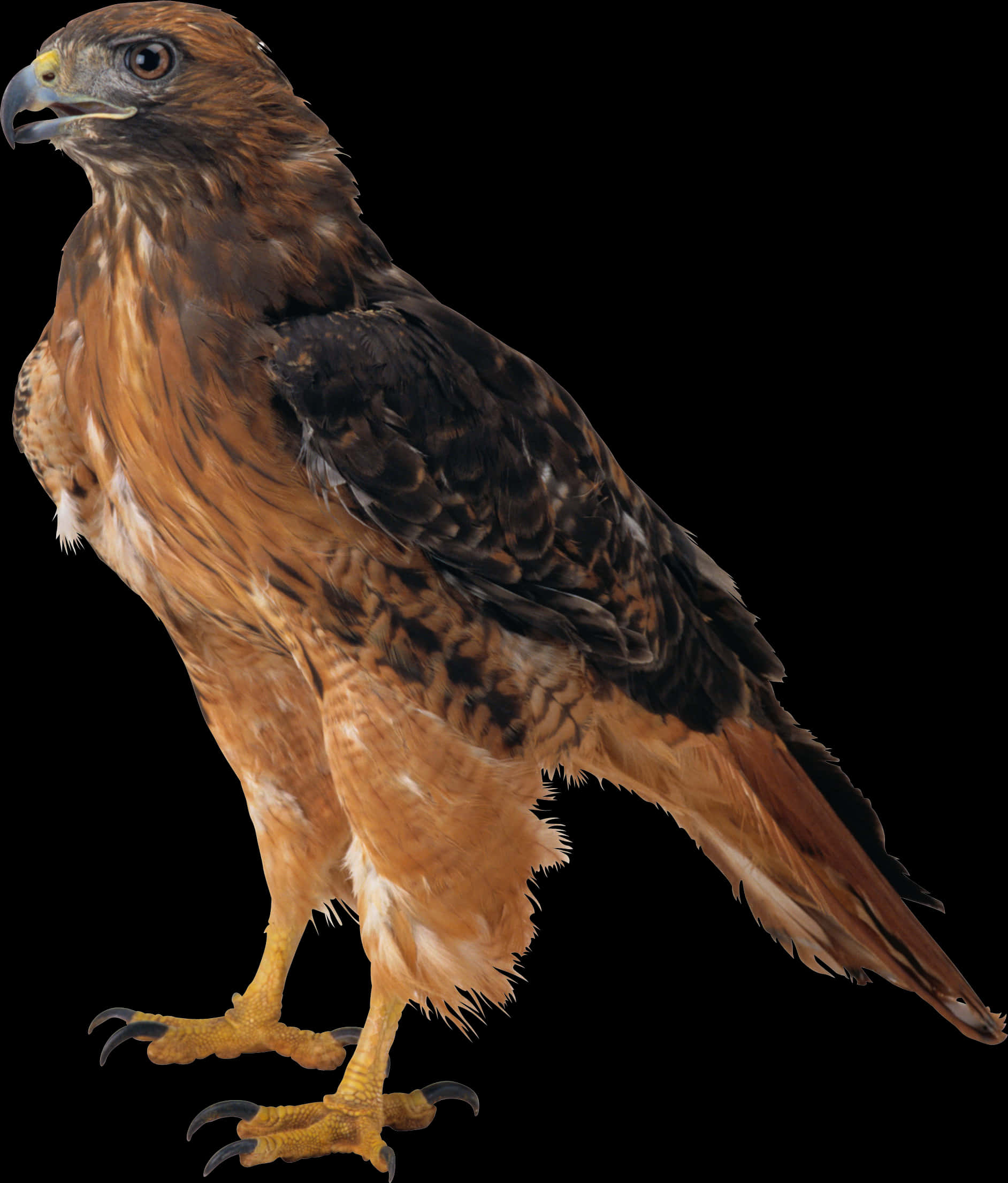 Majestic Eagle Profile PNG