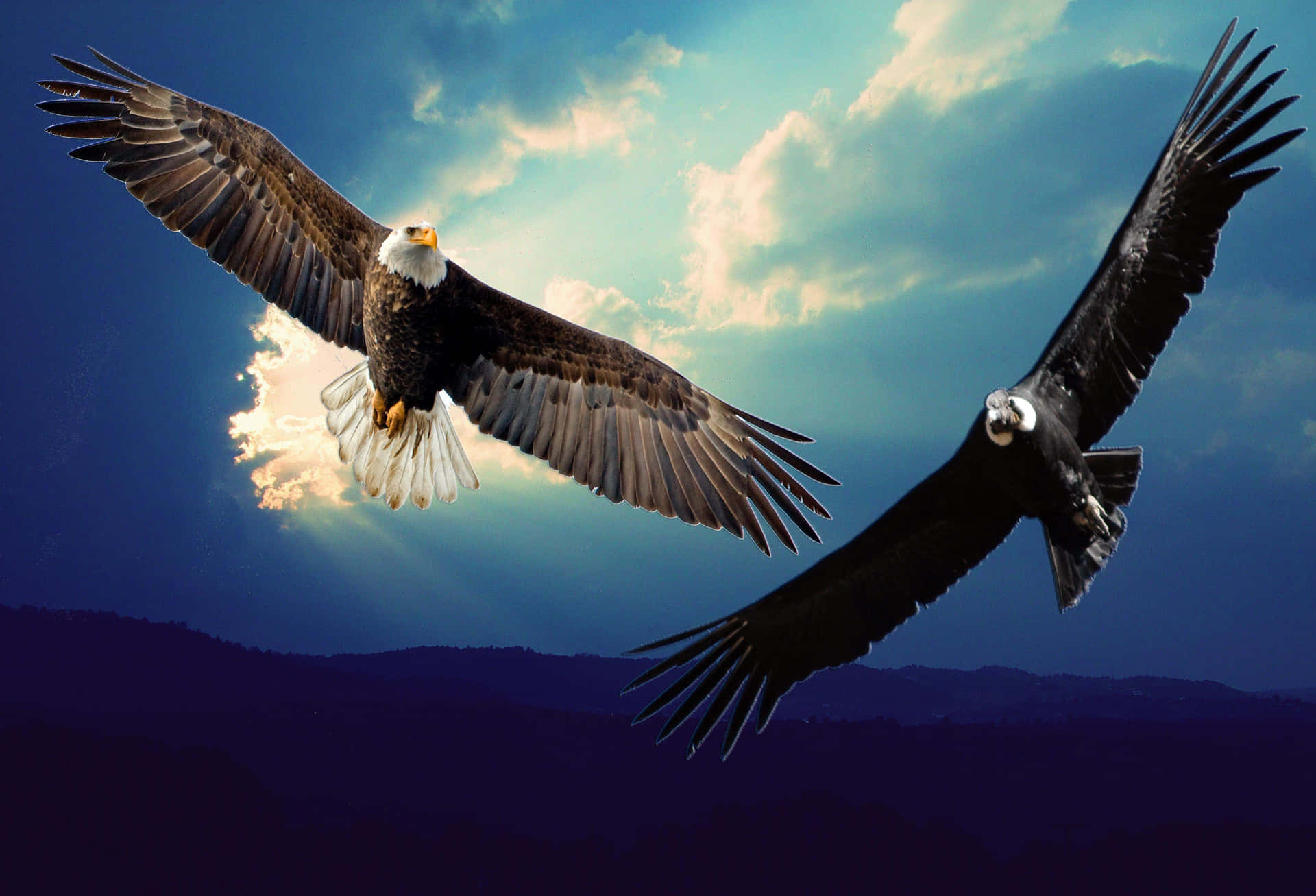 Majestic Eagleand Condorin Flight Wallpaper