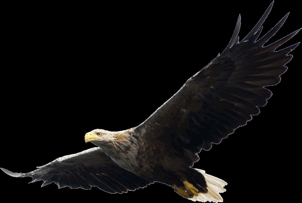 Majestic Eaglein Flight PNG