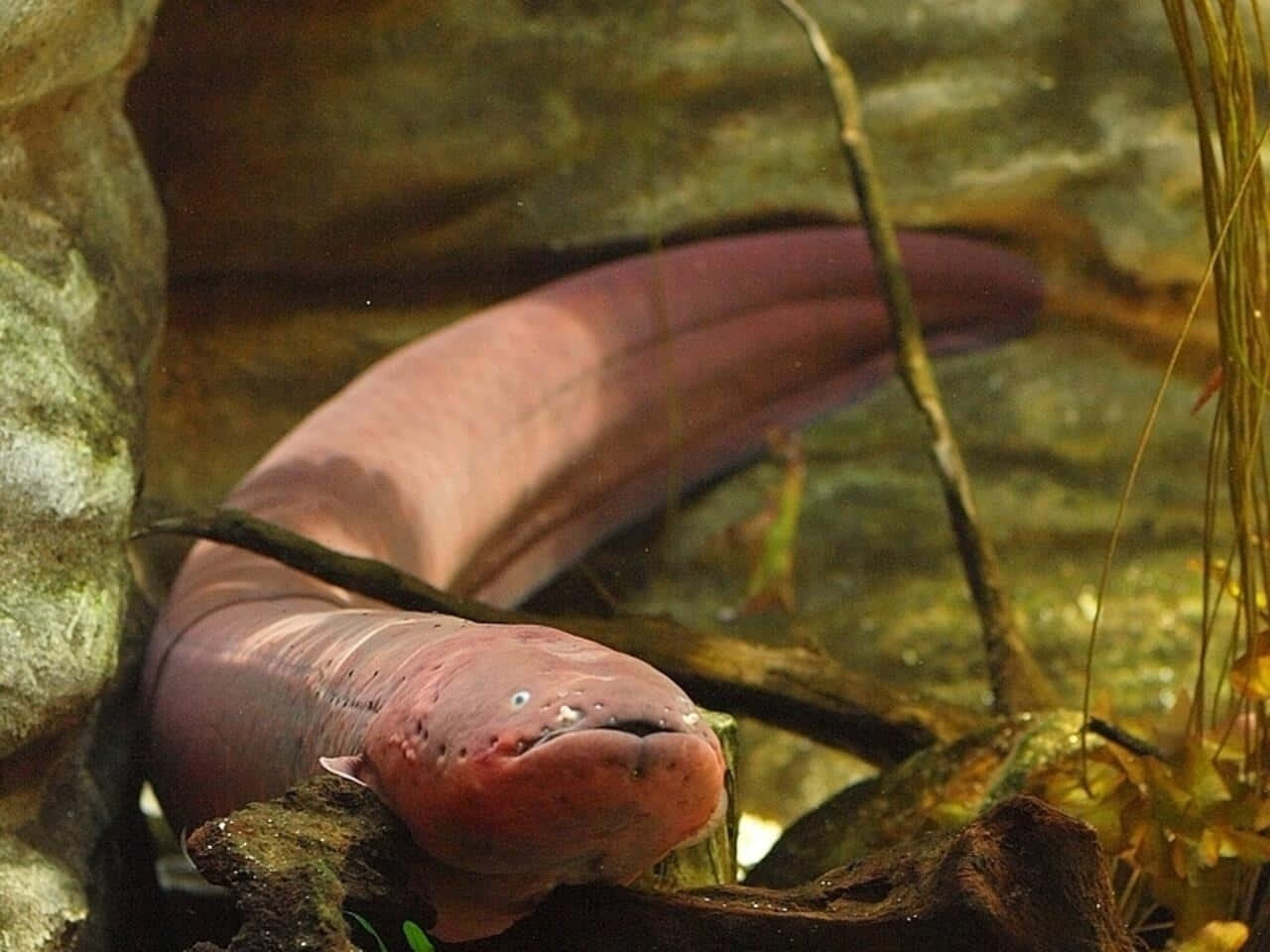 Majestic Electric Eel In Its Natural Habitat Wallpaper