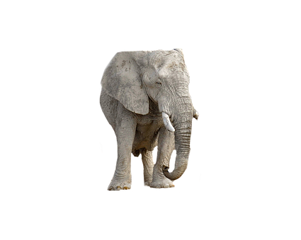 Majestic Elephant Black Background PNG