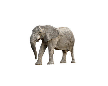 Majestic_ Elephant_ Black_ Background.jpg PNG