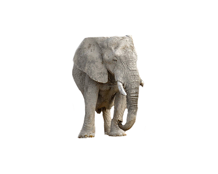 Majestic_ Elephant_ Black_ Background.jpg PNG