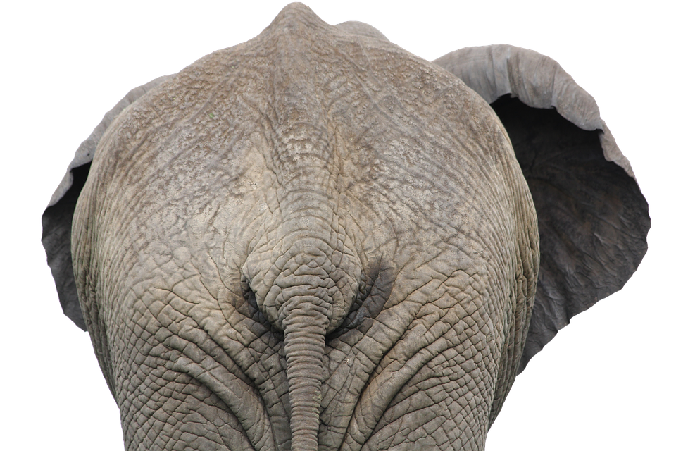 Majestic_ Elephant_ Closeup_ Back_ View PNG