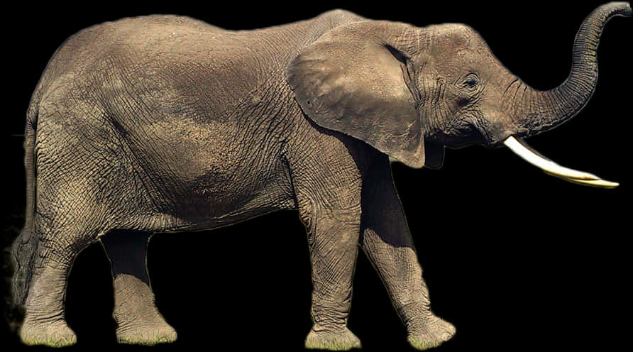 Majestic Elephant Isolatedon Black PNG