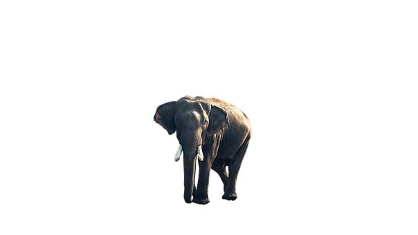 Majestic Elephant Isolatedon Black PNG