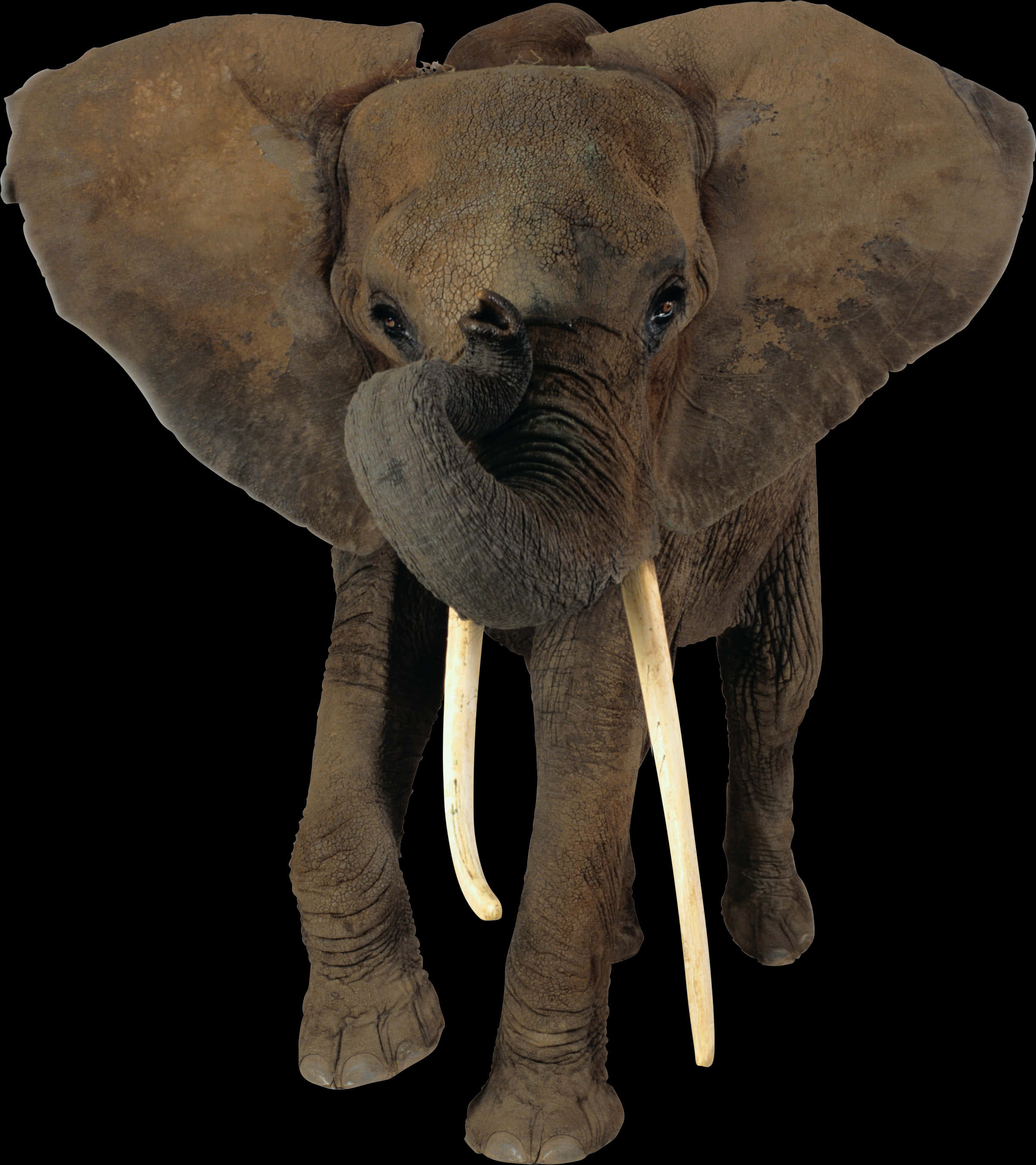Majestic_ Elephant_ Portrait PNG