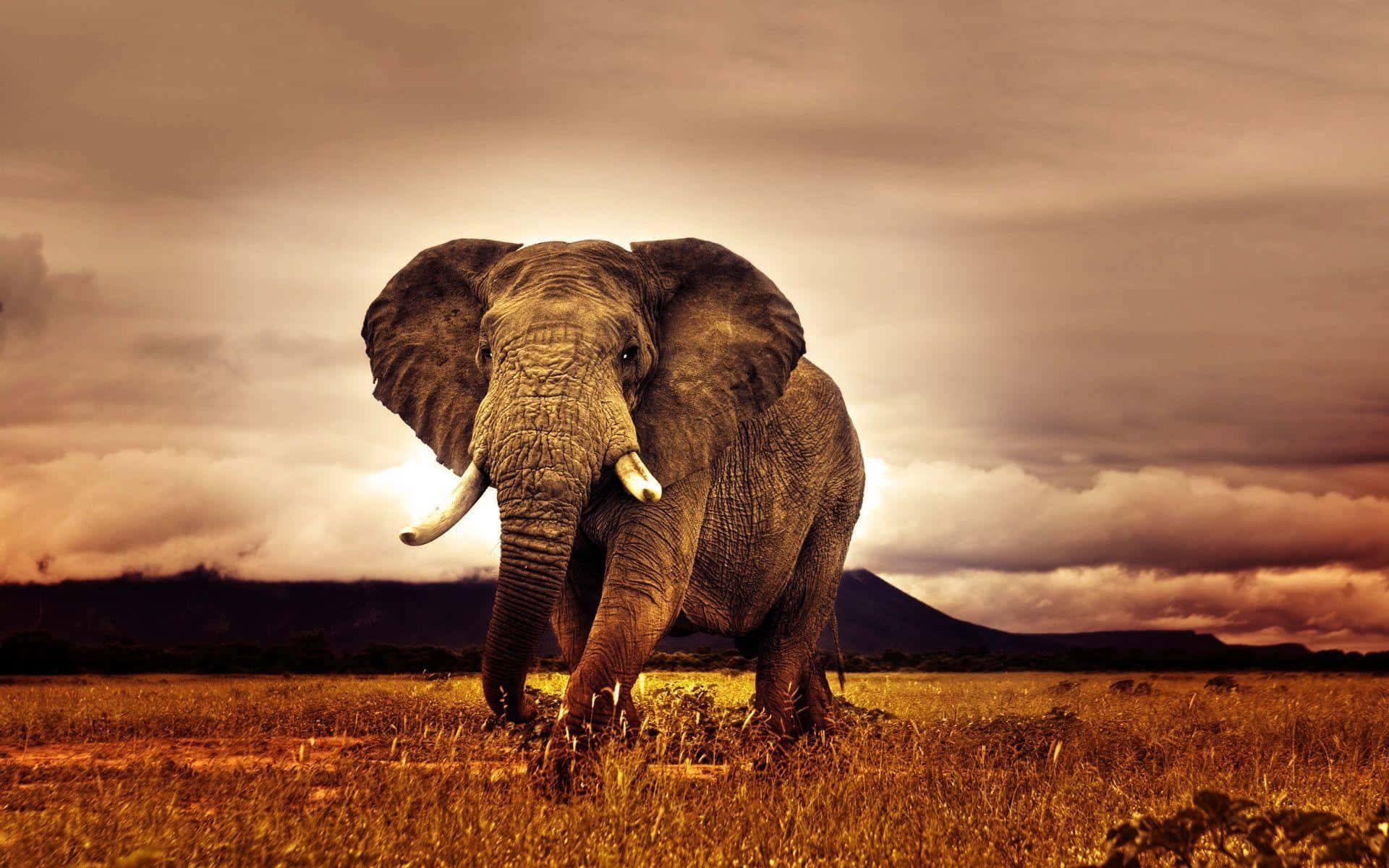 Majestic Elephant Safari Scene Wallpaper