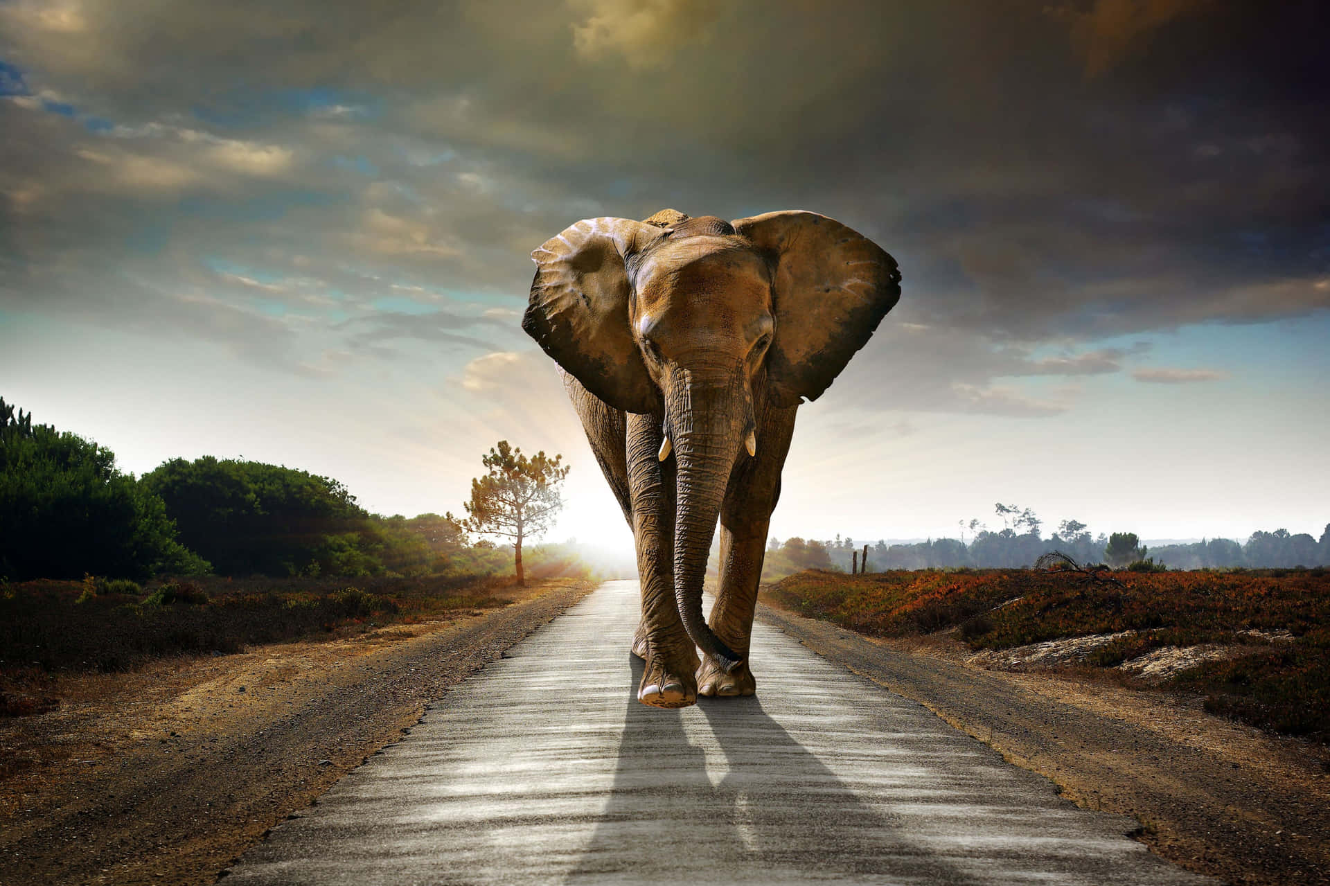 Majestic Elephant Walking On Road Wallpaper