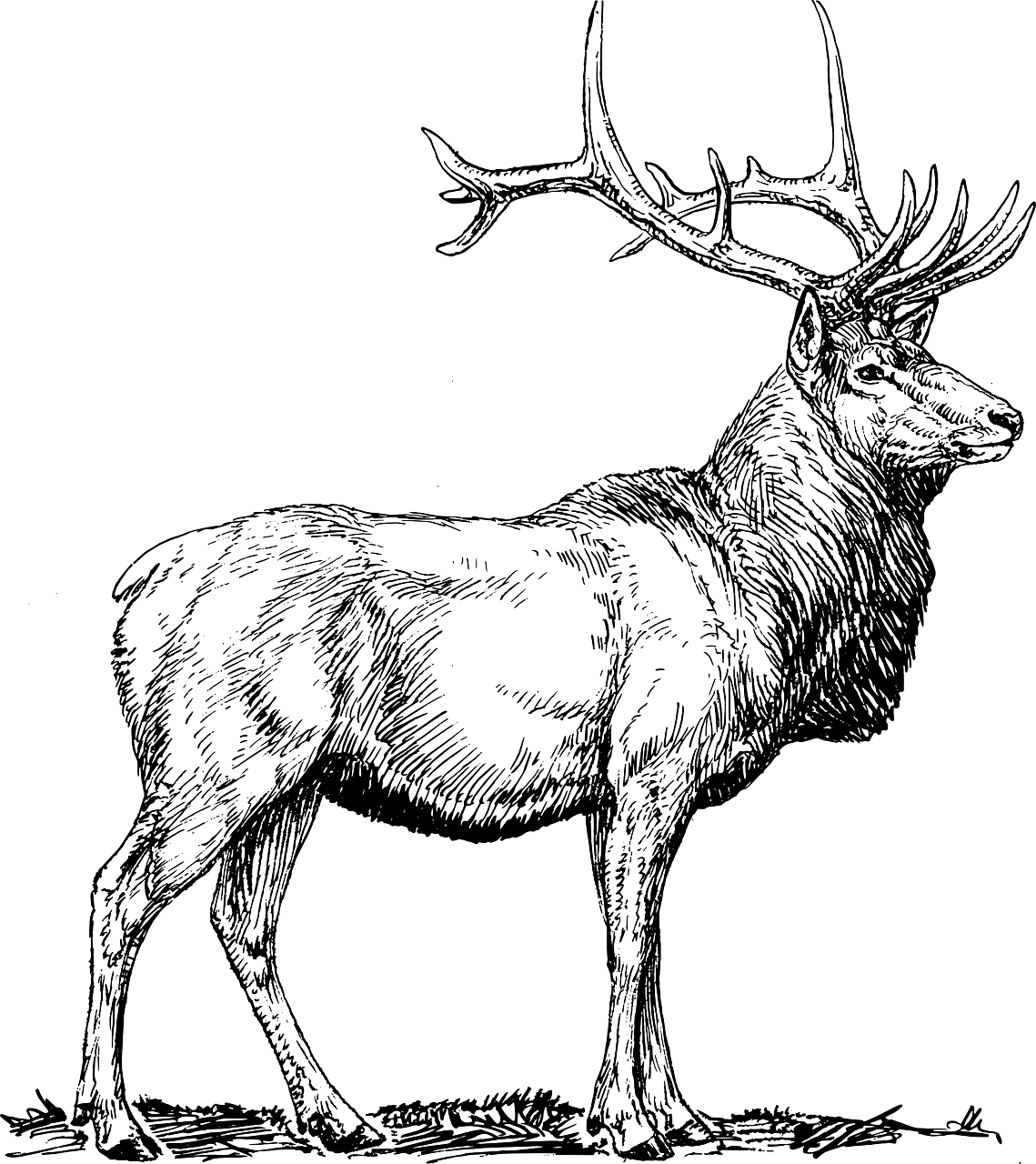 Majestic Elk Illustration PNG