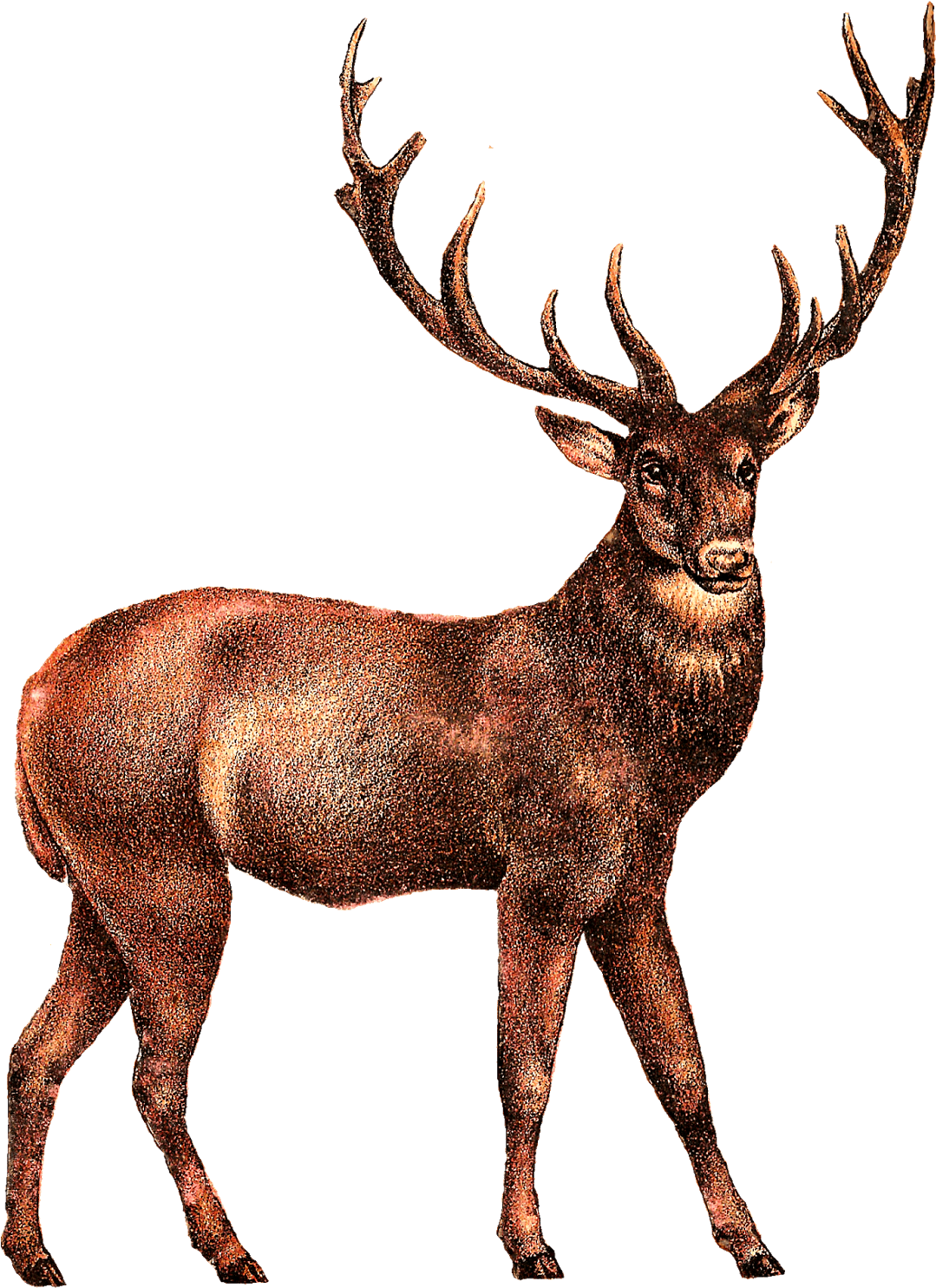 Majestic Elk Illustration PNG