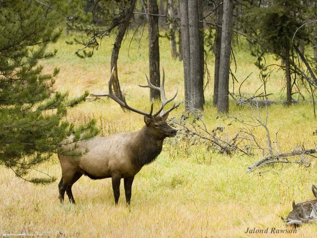 Majestic Elk In A Tranquil Meadow Wallpaper