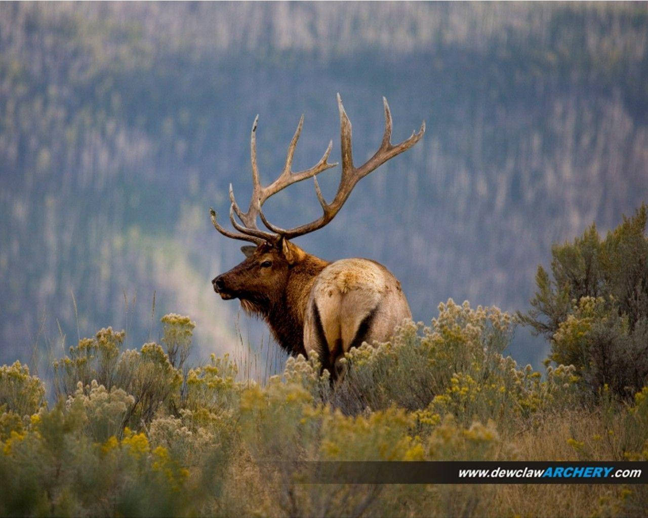 Majestic Elk In The Wilderness Wallpaper