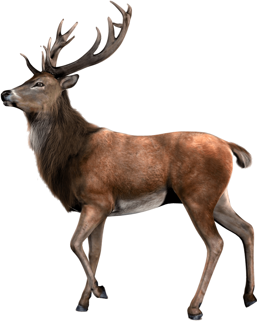 Majestic Elk Profile PNG