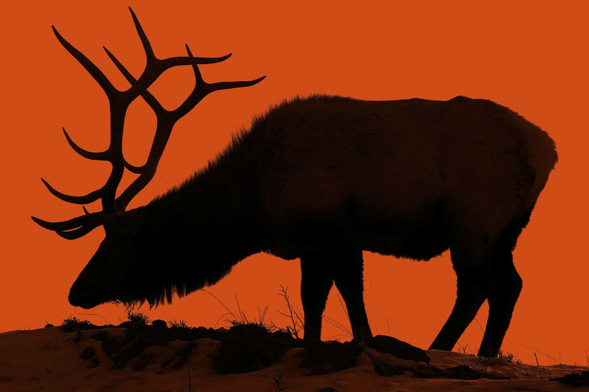 Majestic Elk Silhouetteat Dusk Wallpaper