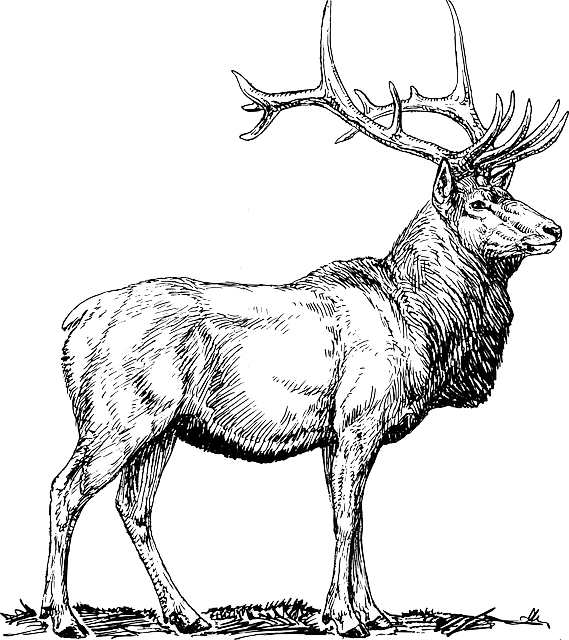 Majestic Elk Sketch PNG
