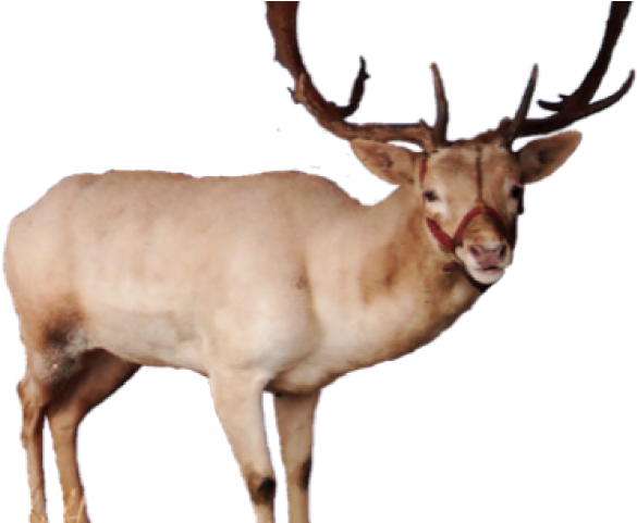 Majestic Elk Standing Profile PNG