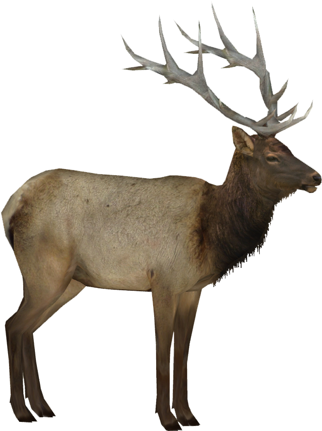 Download Majestic Elk Standing Profile | Wallpapers.com