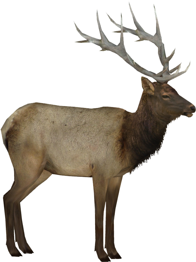 Majestic Elk Standing Profile PNG