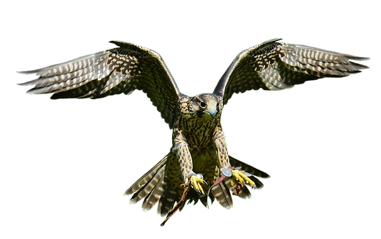 Majestic Falcon In Flight PNG