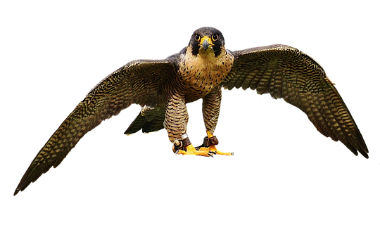 Majestic Falcon In Flight PNG