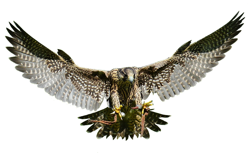 Majestic Falcon In Flight PNG