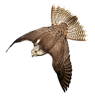Majestic Falcon In Flight PNG