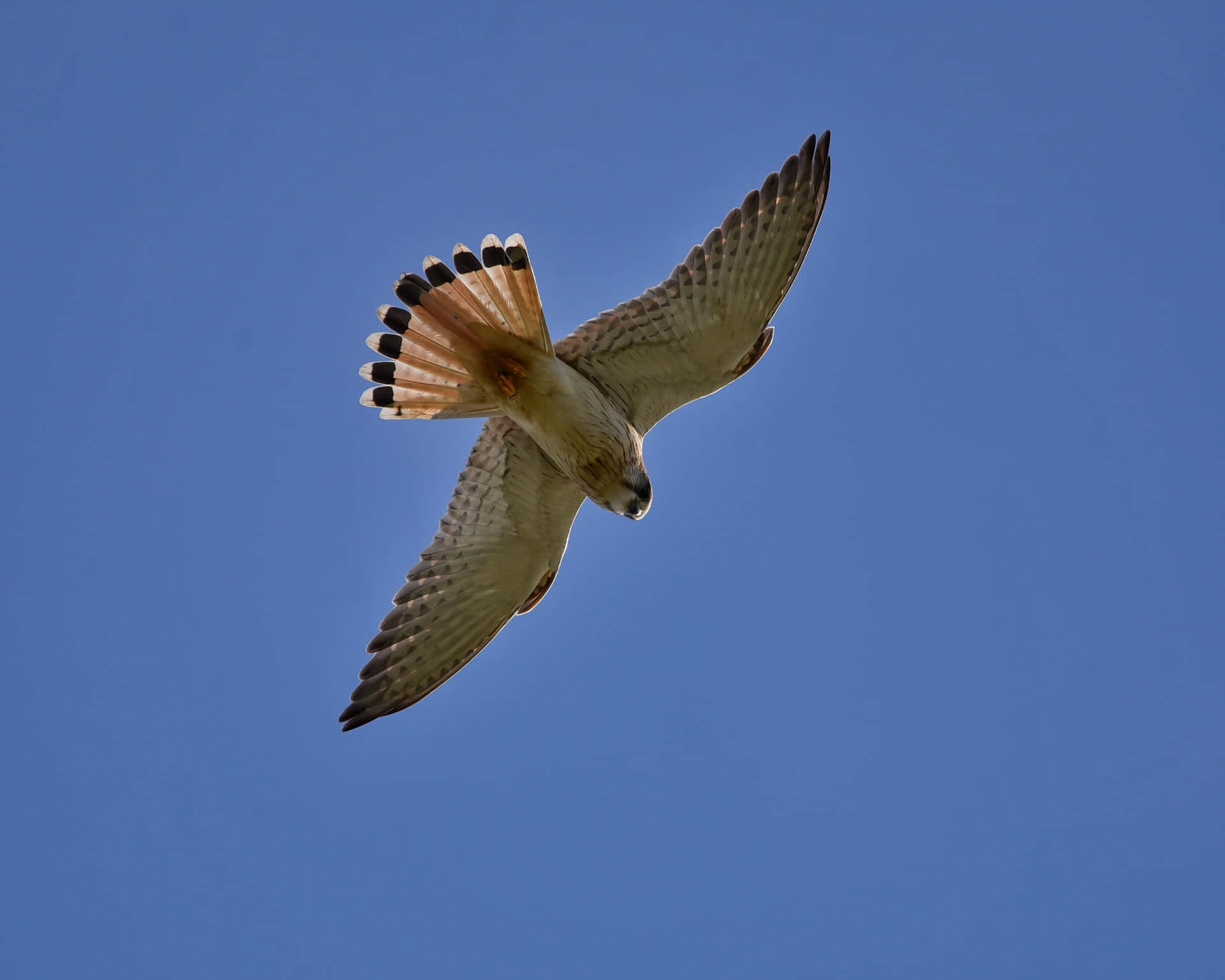 Majestic Falcon In Flight