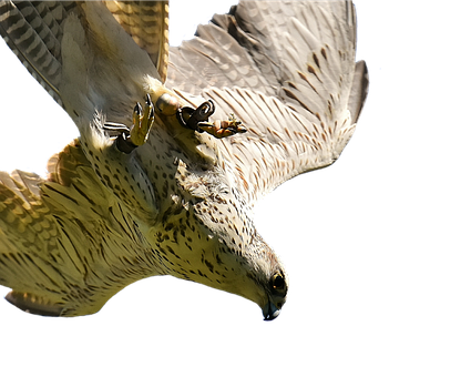 Majestic Falcon In Flight PNG