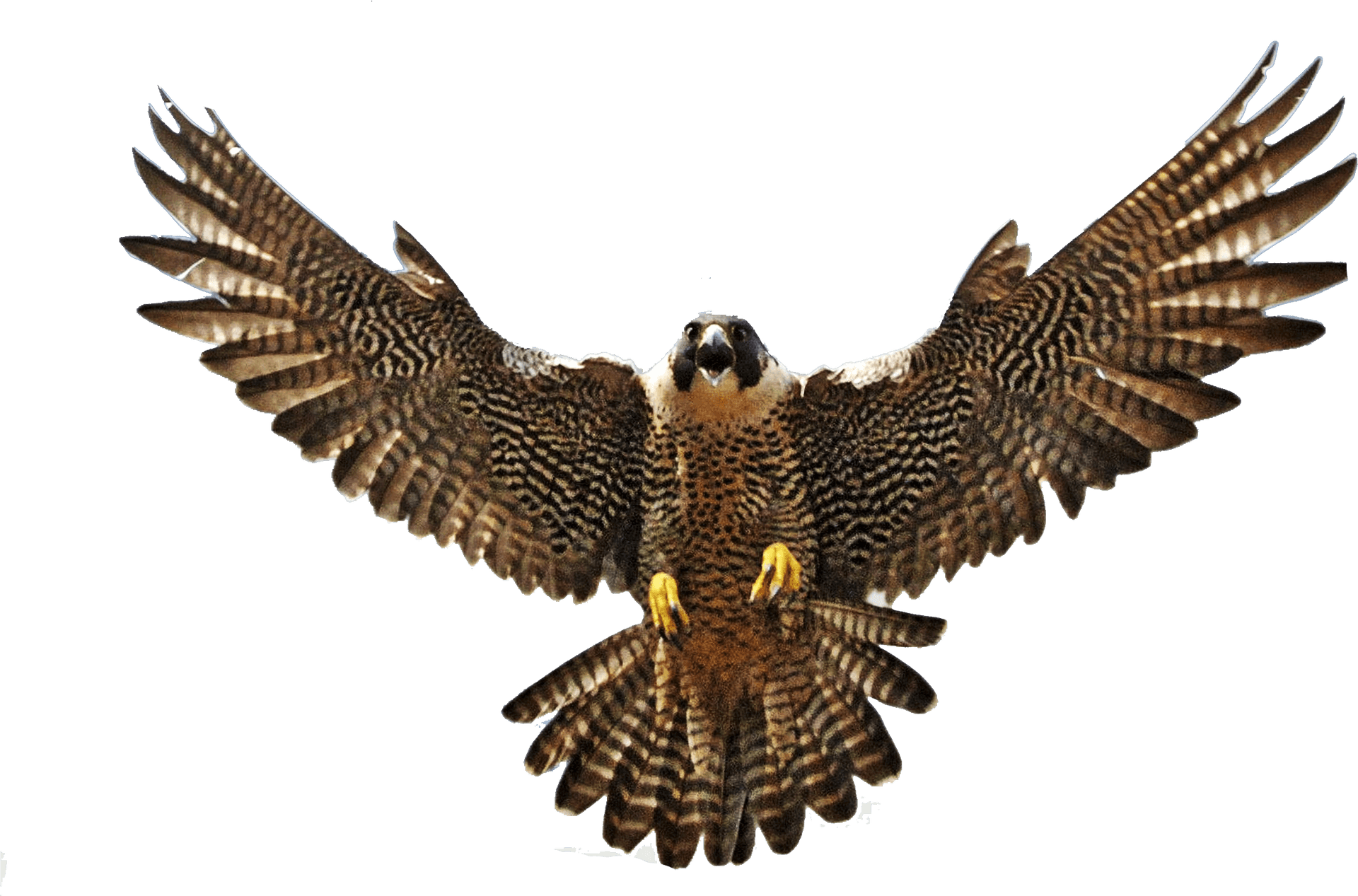 Majestic Falcon In Flight PNG